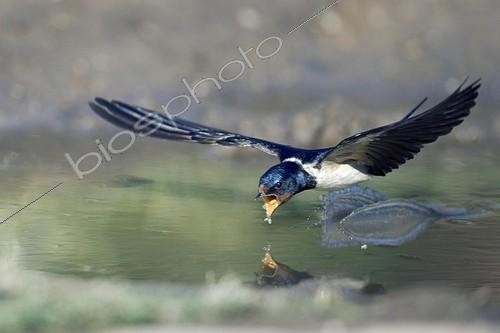 Biosphoto | 458169 | Barn Swallow drinking in flight Bulgaria | &copy; Kerstin Hinze / Biosphoto