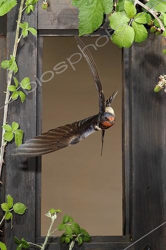 Biosphoto | 2009143 | Barn Swallow flying through a window - Spain | &copy; Mario Cea Sanchez / Biosphoto