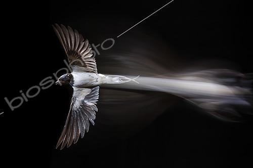 Biosphoto | 2421215 | Barn Swallow (Hirundo rustica) in flight, Salamanca, Castilla y Leon, Spain | &copy; Mario Cea Sanchez / Biosphoto