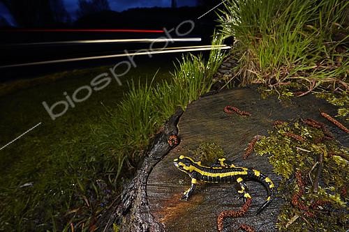 Biosphoto | 2091085 | Barred fire salamander (Salamandra salamandra terrestris) on a roadside stump at night, France | &copy; Frank Deschandol & Philippe Sabine / Biosphoto