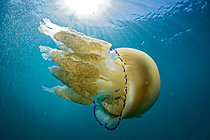 Biosphoto | 2627228 | Barrel jellyfish (Rhizostoma pulmo) in the Atlantic Ocean near the island of Oléron, France. | &copy; Bruno Guénard / Biosphoto