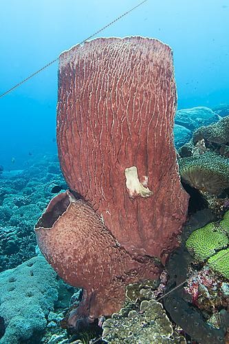 Biosphoto | 2622000 | Barrel sponge, (Xestospongia testudinaria), diving at Pura Ped, Nusa Penida, Bali, Indonesia. | &copy; Jean Cassou / Biosphoto