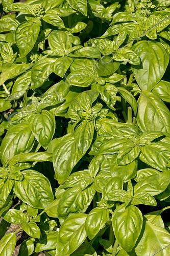 Biosphoto | 2139834 | Basil 'Grand Vert Genovese', Ocimum basilicum 'Grand Vert Genovese' | &copy; Alain Kubacsi / Biosphoto