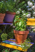 Biosphoto | 2083848 | Basil 'Grand vert' in pot, Provence, France | &copy; Philippe Giraud / Biosgarden / Biosphoto