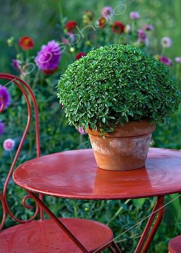 Biosphoto | 700106 | Basil on a garden table in Provence France | &copy; Philippe Giraud / Biosphoto