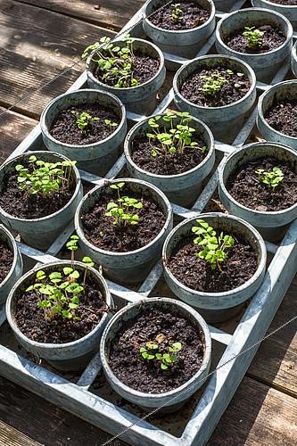 Biosphoto | 2101512 | Basil Seedlings, Vegetable Garden, Provence, France | &copy; Philippe Giraud / Biosphoto