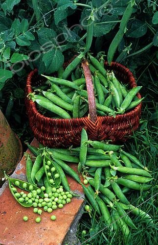 Biosphoto | 2144337 | Basket of peas (Pisum sativum), still life. Vegetable | &copy; Frédéric Didillon / Biosphoto