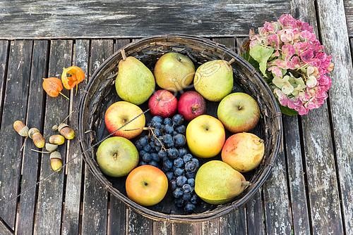 Biosphoto | 2087692 | Basket of various fruits in a basket on a garden table, autumn, Pas de Calais, France | &copy; Yann Avril / Biosphoto