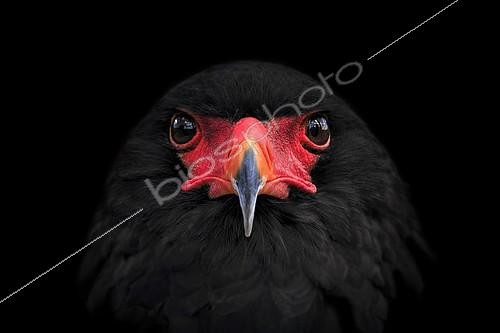 Biosphoto | 2138538 | Bateleur (Terathopius ecaudatus), native to Africa, Adlerwarte Berlebeck, Detmold, North Rhine-Westphalia, Germany, Europe | &copy; Angela to Roxel / imageBROKER / Biosphoto