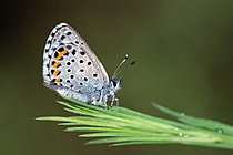 Biosphoto | 2621714 | Baton Blue (Pseudophilotes baton), Massargues, municipality of Orgnac-l'Aven, Ardèche, France. | &copy; Stéphane Vitzthum / Biosphoto