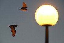 Biosphoto | 2545061 | Bats hunting around a lamp post, Vosges du Nord Regional Nature Park, France | &copy; Michel Rauch / Biosphoto