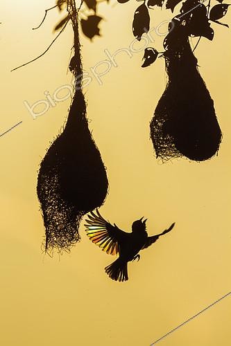 Biosphoto | 2102927 | Baya Weaver (Ploceus philippinus) in flight and nests, Minneriya national park, Sri Lanka | &copy; Patrice Correia / Biosphoto