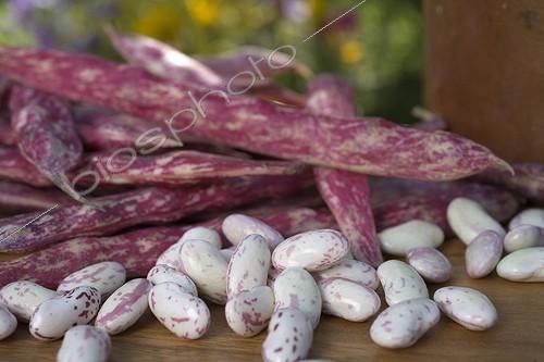 Biosphoto | 527660 | Beans   Bingo  | &copy; NouN / Biosphoto
