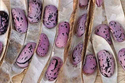 Biosphoto | 225449 | Beans 'Wisley Magic' | &copy; Hervé Lenain / Biosphoto