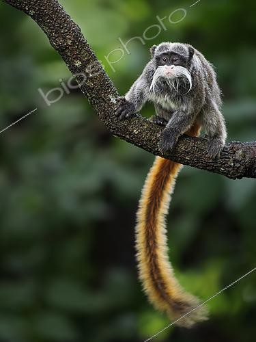 Biosphoto | 2608555 | Bearded Emperor Tamarin (Tamarinus subgricescens), Madre de Dios, Peru | &copy; Ignacio Yufera / Biosphoto