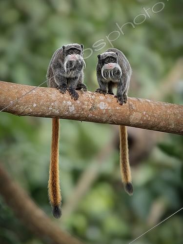 Biosphoto | 2608679 | Bearded Emperor Tamarin (Tamarinus subgricescens), two members of a family group, Madre de Dios, Peru | &copy; Ignacio Yufera / Biosphoto