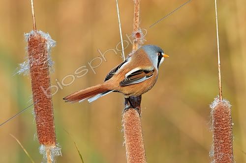 Biosphoto | 2596331 | Bearded reedling (Panurus biarmicus) on cattail in Laguna de las Canas nature reserve, Navarra, Spain | &copy; Eduardo Ayala-Santibañez / Biosphoto