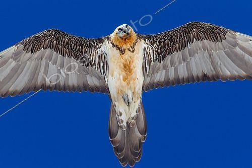 Biosphoto | 2088944 | Bearded Vulture (Gypaetus barbatus) in flight over blue sky, Alps, Switzerland. | &copy; Christian Fosserat / Biosphoto