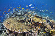 Biosphoto | 2619339 | Beautiful coral garden of the southern lagoon pools of Mayotte. | &copy; Gabriel Barathieu / Biosphoto