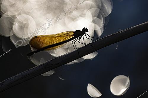 Biosphoto | 2628363 | Beautiful demoiselle (Calopteryx virgo) female backlit, Die, Drôme, France. | &copy; Philippe Lebeaux / Biosphoto
