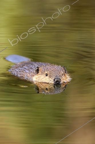 Biosphoto | 521812 | Beaver swimming with its reflection Denali NP Alaska | &copy; Fabrice Simon / Biosphoto