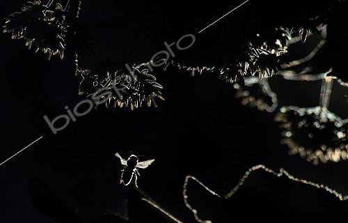 Biosphoto | 2081583 | Bee (apis melifera) among on the blossoming linden tree branches, against the sun. | &copy; Zoltan Ritzel / Biosphoto