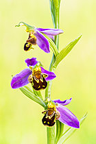 Biosphoto | 2621172 | Bee orchid (Ophrys apifera), limestone grassland, Domgermain plateau, Lorraine, France. | &copy; Stéphane Vitzthum / Biosphoto