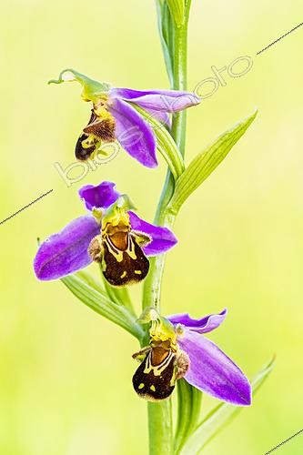 Biosphoto | 2621172 | Bee orchid (Ophrys apifera), limestone grassland, Domgermain plateau, Lorraine, France. | &copy; Stéphane Vitzthum / Biosphoto