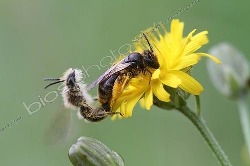 Biosphoto | 1995407 | Bee Queen Faux Bumblebee mating on flower  | &copy; Pascal Pittorino / Biosphoto