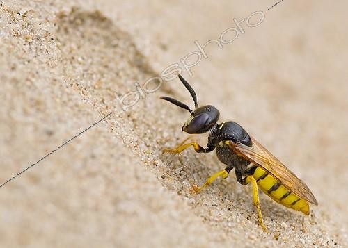 Biosphoto | 2012397 | Bee Wolf digging in the sand - Denmark | &copy; Steen Drozd Lund / Biosphoto