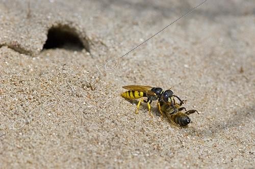Biosphoto | 2012392 | Bee Wolf with sedated Honey Bee - Denmark | &copy; Steen Drozd Lund / Biosphoto