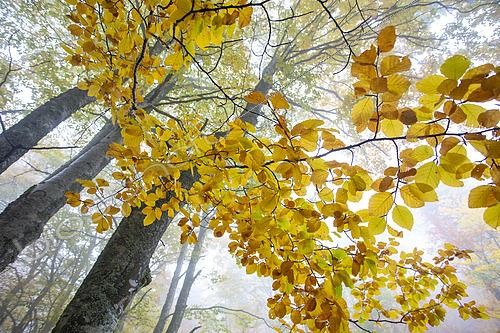 Biosphoto | 2498129 | Beech forest on the south face of the Ventoux in autumn, Vaucluse, France | &copy; David Tatin / Biosphoto