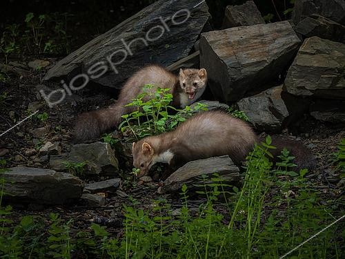 Biosphoto | 2608838 | Beech Marten (Martes foina), pair in forest, Catalonia, Spain | &copy; Ignacio Yufera / Biosphoto