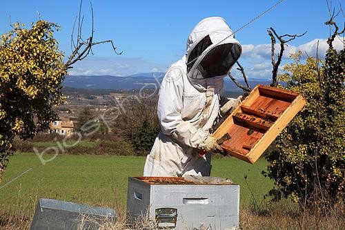 Biosphoto | 2423322 | Beekeeper inspecting hives during honey production | &copy; Eric Guilloret / Biosphoto