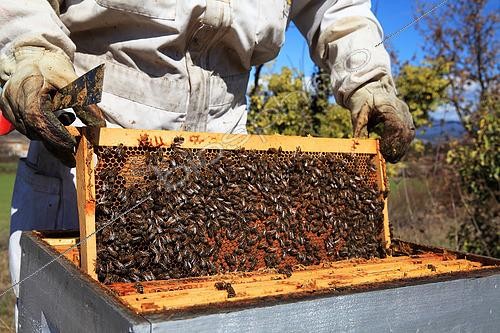 Biosphoto | 2423323 | Beekeeper inspecting hives during honey production | &copy; Eric Guilloret / Biosphoto