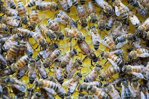 Biosphoto | 1460779 | Bees workers around the queen on a wax sheet France ; During a stage of beekeeping.  | &copy; Jean-Baptiste Strobel / Biosphoto