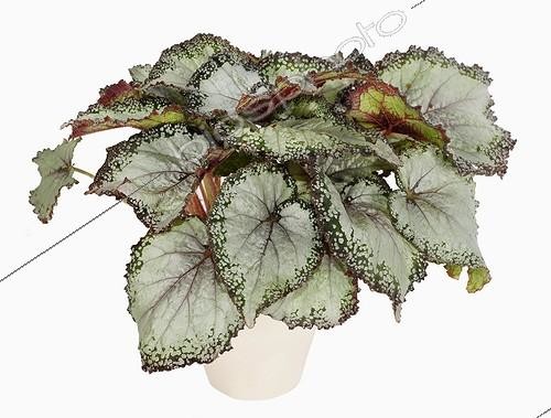 Biosphoto | 562136 | Begonia 'Rex' in studio | &copy; Claudius Thiriet / Biosphoto