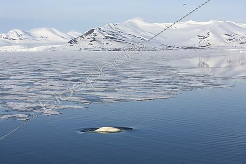 Biosphoto | 2072486 | Beluga (Delphinapterus leucas) and fast ice, Brepollen, Hornsund, Southern Spitzbergen, Svalbard | &copy; Samuel Blanc / Biosphoto