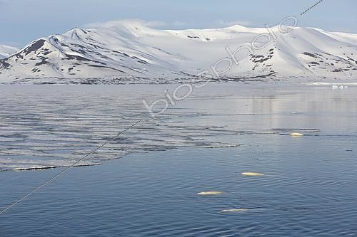 Biosphoto | 2072488 | Belugas (Delphinapterus leucas) and fast ice, Brepollen, Hornsund, Southern Spitzbergen, Svalbard | &copy; Samuel Blanc / Biosphoto