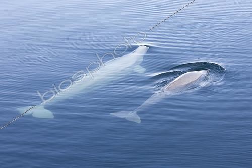 Biosphoto | 2072487 | Belugas (Delphinapterus leucas) surface, Brepollen, Hornsund, Southern Spitzbergen, Svalbard | &copy; Samuel Blanc / Biosphoto