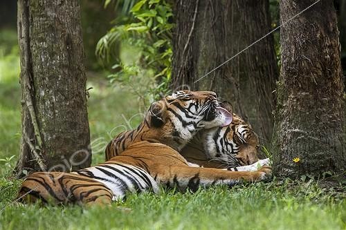 Biosphoto | 2023219 | Bengal tigers grooming themselves | &copy; Lee Dalton / Biosphoto