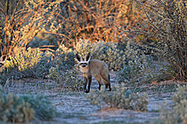 Biosphoto | 2623057 | Big-eared fox (Otocyon megalotis) in the savanna. Botswana. | &copy; Michel Bureau / Biosphoto