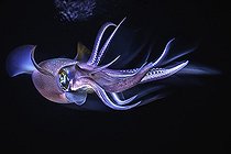 Biosphoto | 2526618 | Bigfin reef squid (Sepioteuthis lessoniana), Mayotte | &copy; Gabriel Barathieu / Biosphoto