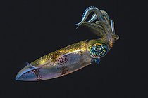 Biosphoto | 2619323 | Bigfin reef squid (Sepioteuthis lessoniana), displaying an impressive color palette during night dives, Mayotte. | &copy; Gabriel Barathieu / Biosphoto