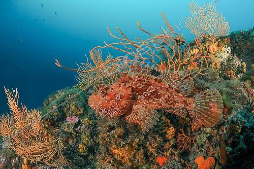 Biosphoto | 2547359 | Bigscale Scorpionfish (Scorpaena scrofa), Lion de mer dive site, Saint-Raphaël, Var, France | &copy; Jean Cassou / Biosphoto