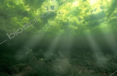 Biosphoto | 508107 | Biguglia lacuna under Ulvale Corse France | &copy; Mathieu Foulquié / Biosphoto