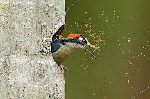 Biosphoto | 2609880 | Bird cleaning nest hole. Woodpecker from Costa Rica, Black-cheeked Woodpecker, Melanerpes pucherani, bird in the nature habitat, Costa Rica. Animal nesting behaviour. | &copy; Ondrej Prosicky / imageBROKER / Biosphoto