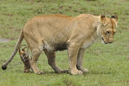 Biosphoto | 1503742 | Birth of a Lion cub in Masai Mara NR Kenya ; The lioness got up, the cub remains attached by the umbilical cord  | &copy; Patrick Kientz / Biosphoto