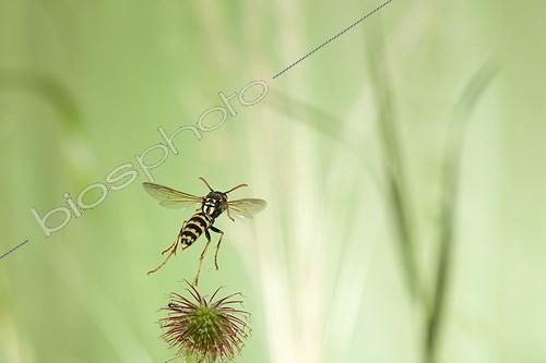Biosphoto | 2009315 | Bischoff's paper wasp in flight - France  | &copy; Joël Héras / Biosphoto