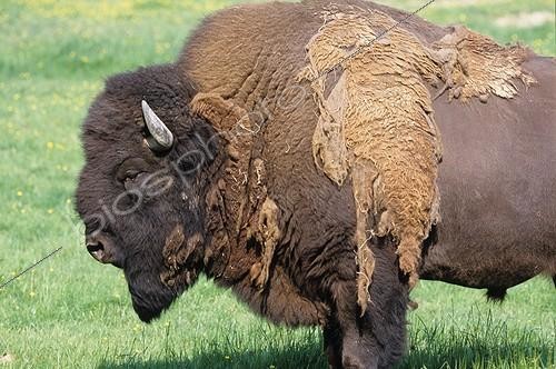 Biosphoto | 75617 | Bison d'Amérique mâle en élevage perdant son pelage d'hiver | &copy; Frédéric Fève / Biosphoto